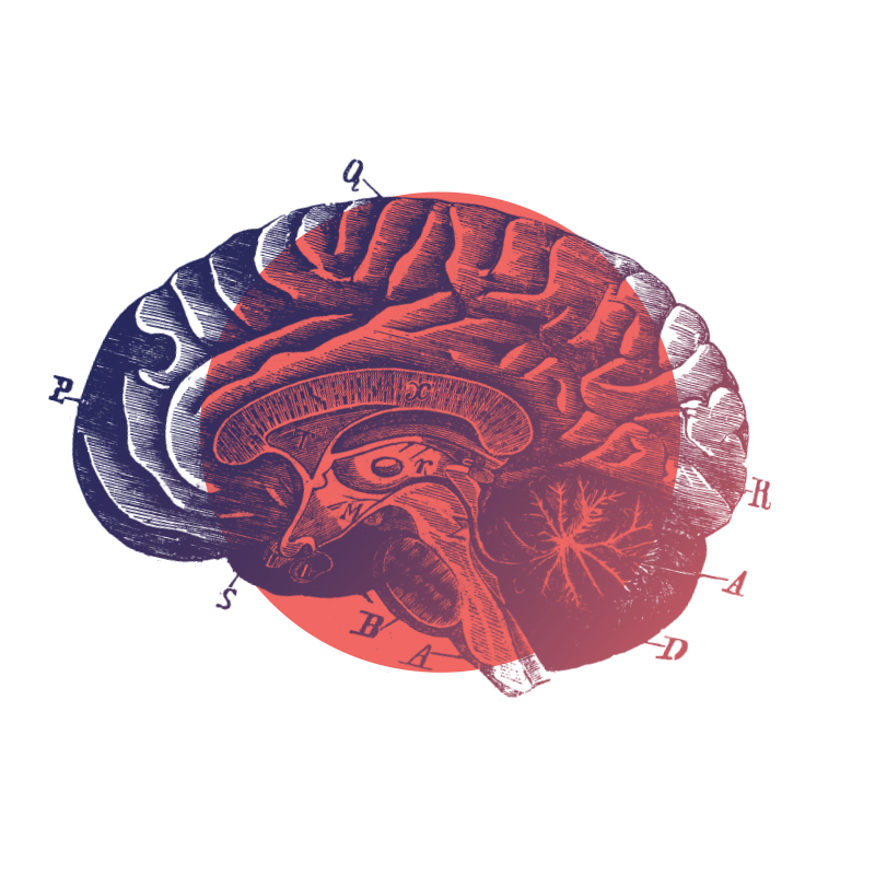 Illustration of a human brain